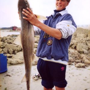 1994 to Present Day Starry Smoothound, 20lb 4oz. Rory Gleave. Current Channel Island Record.