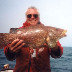 1999 to Present Day Ballan Wrasse, 9lb 7oz 12drms. Tony Heart. Current British and Channel Island Record.